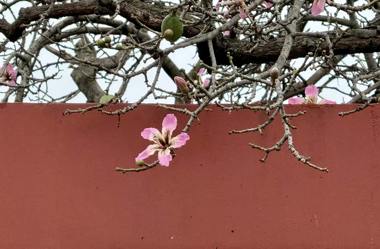 卡米尼托彩色步行街