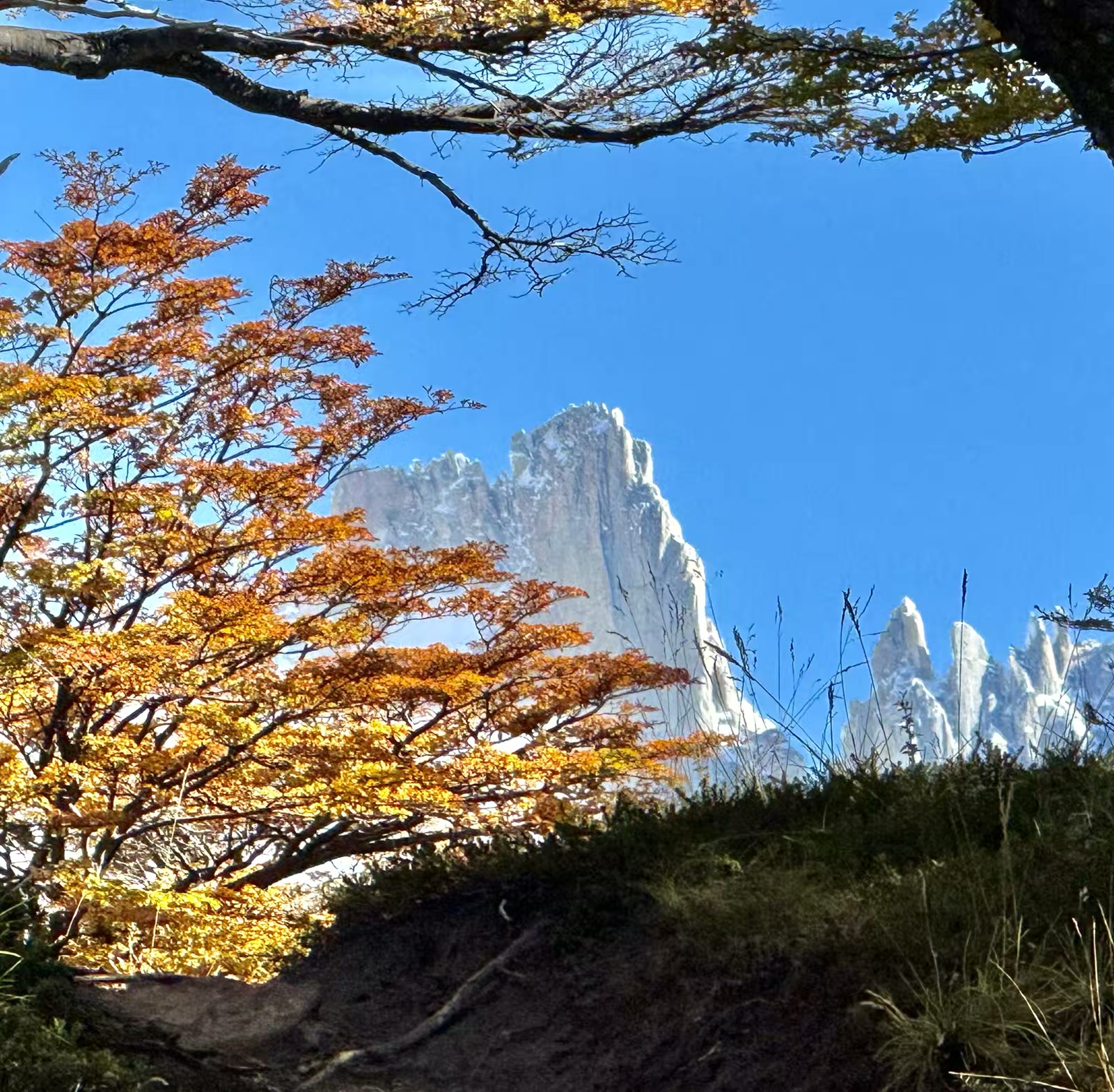 阿根廷妃子峰