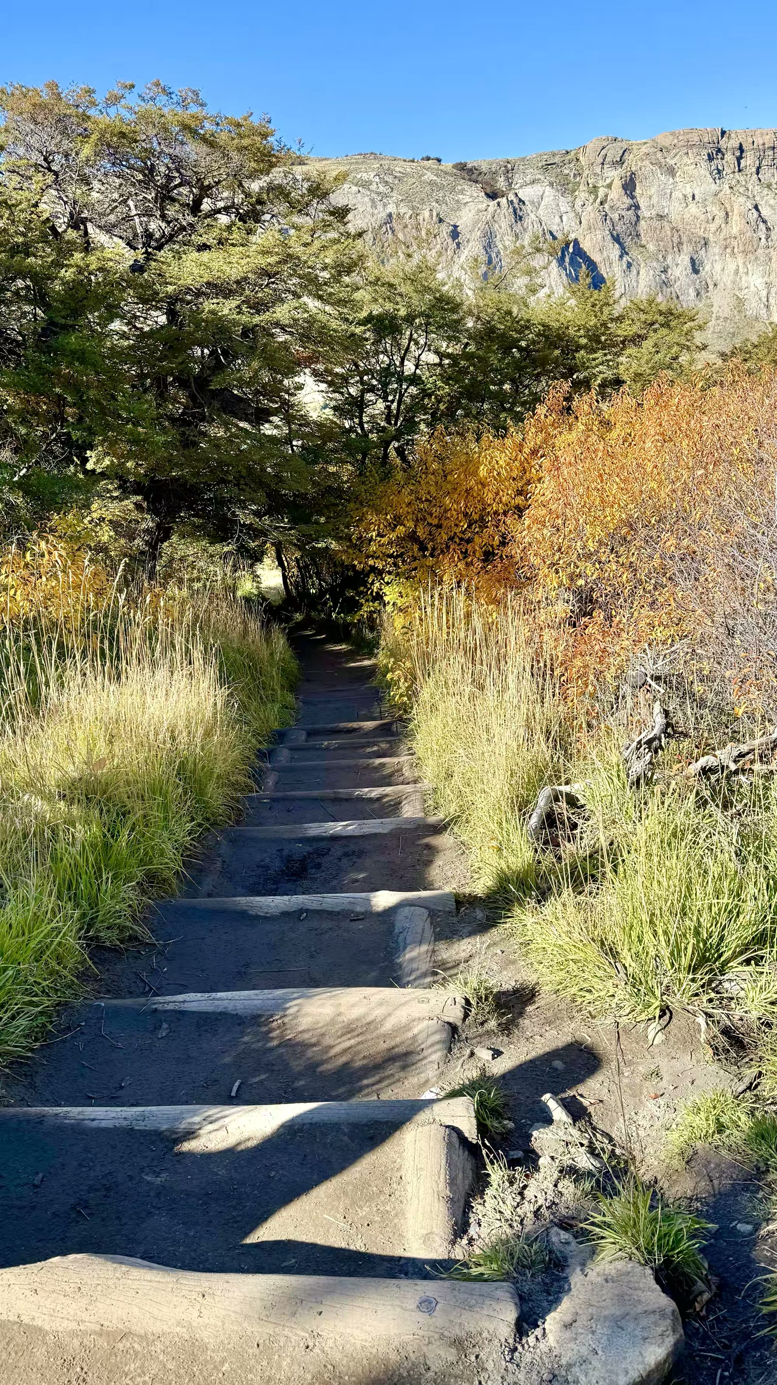 阿根廷妃子峰