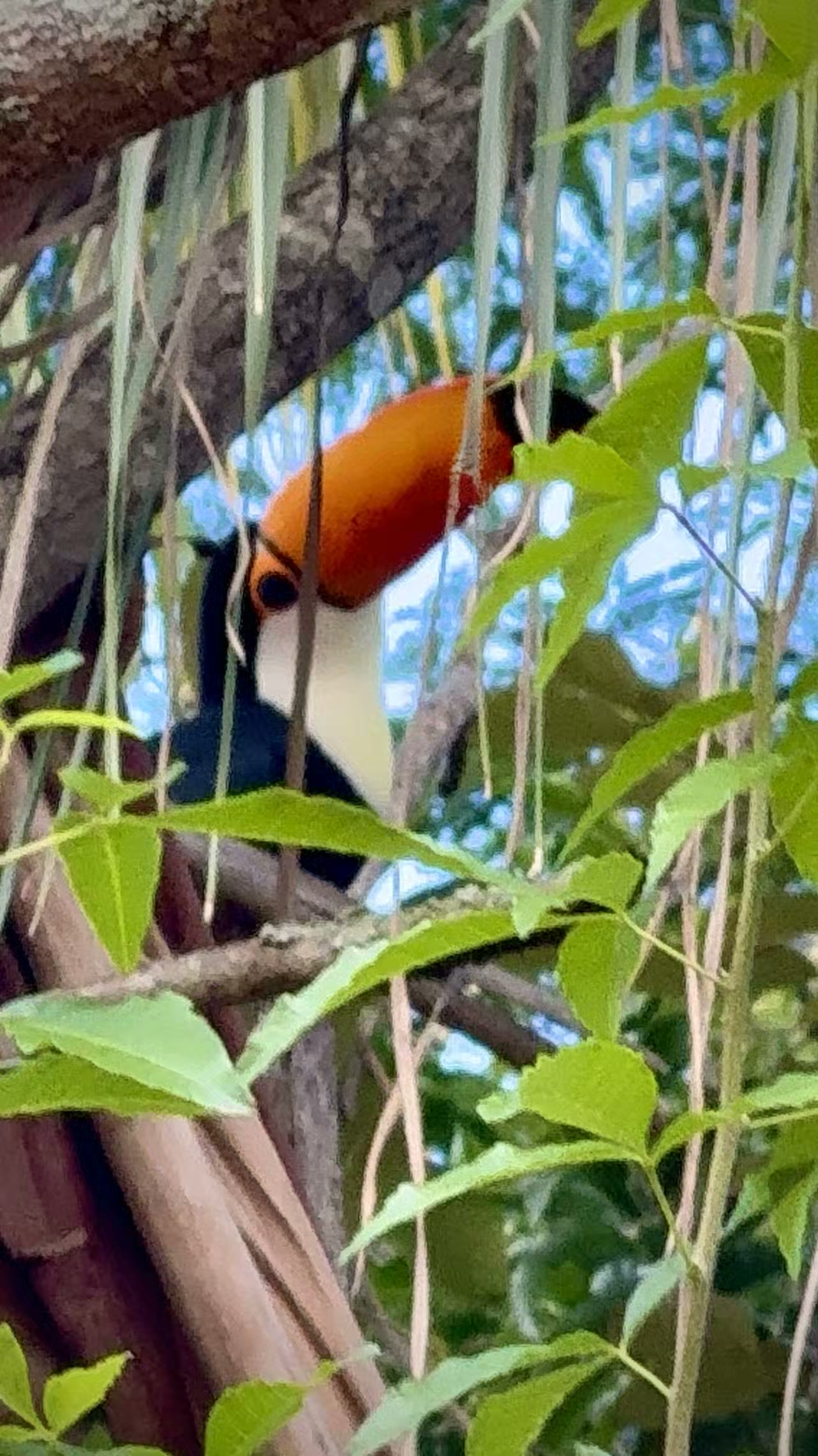 往回走时，还巧過了托哥巨嘴鸟 (Toco Toucan)，这是巨嘴鸟家族中体型最大、也最广为人知的一种。