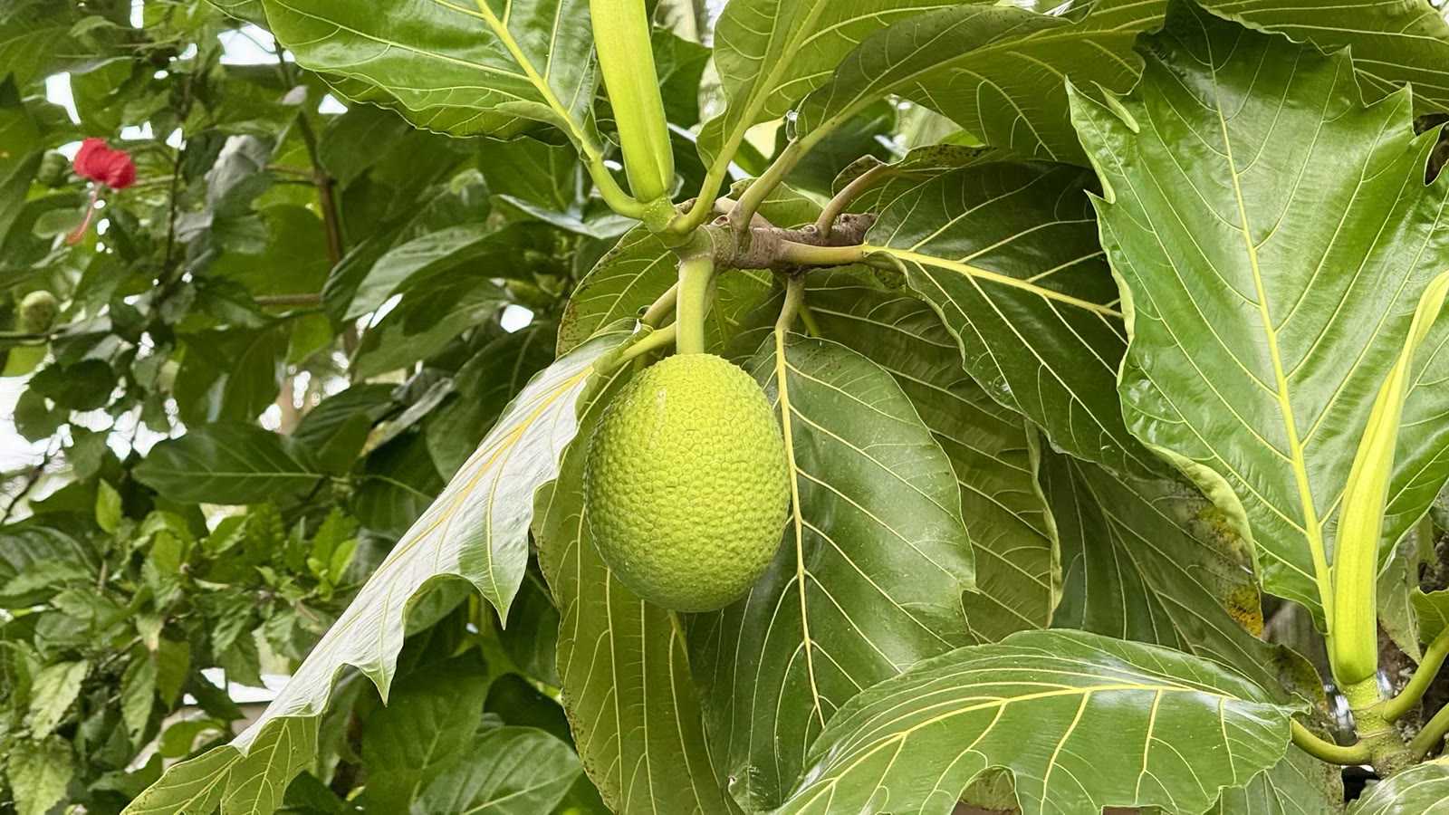 面包果