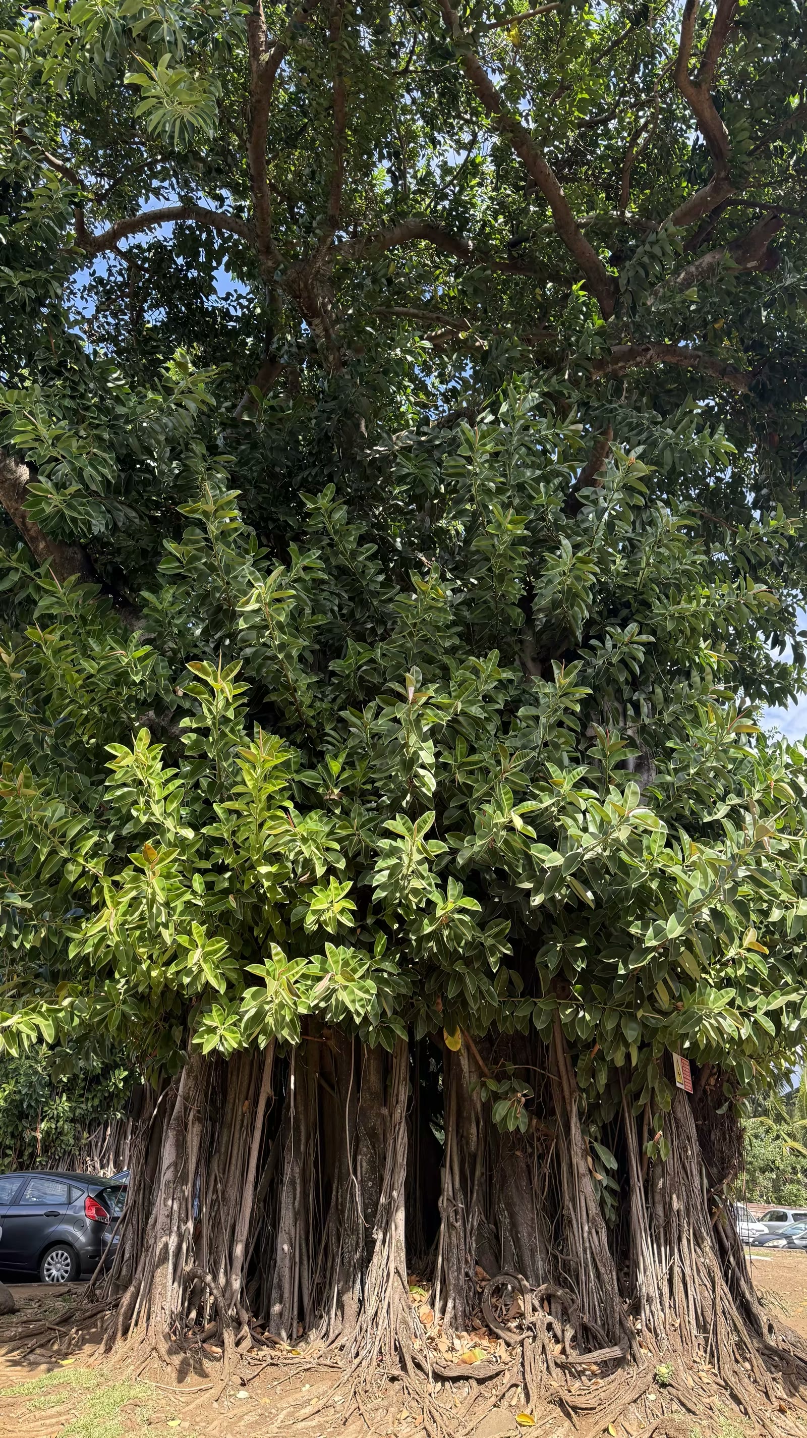 第八天：返回大溪地