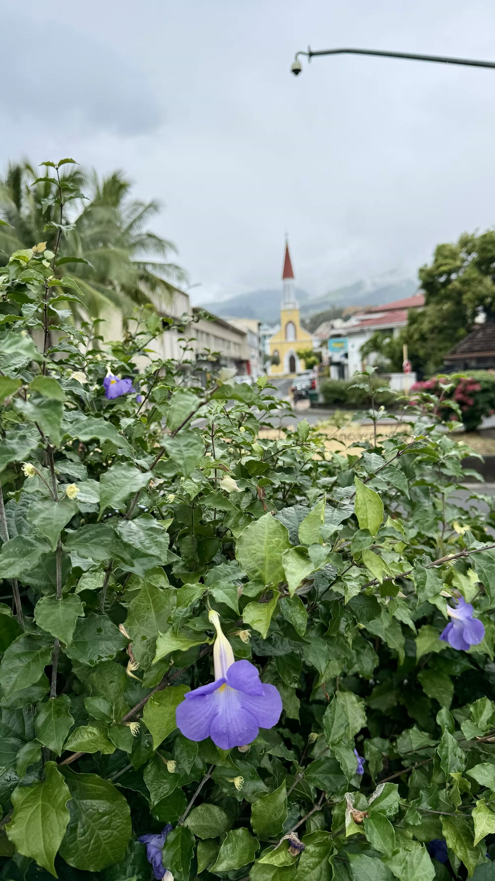 第八天：返回大溪地
