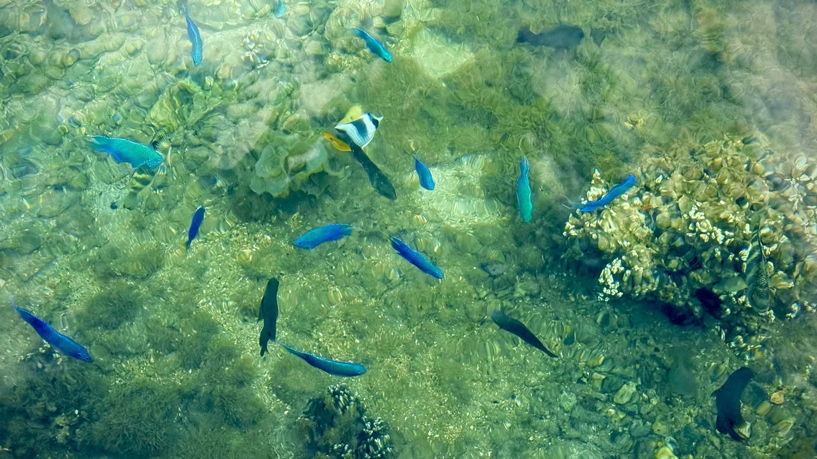 第二天:胡阿希内岛(Huahine)