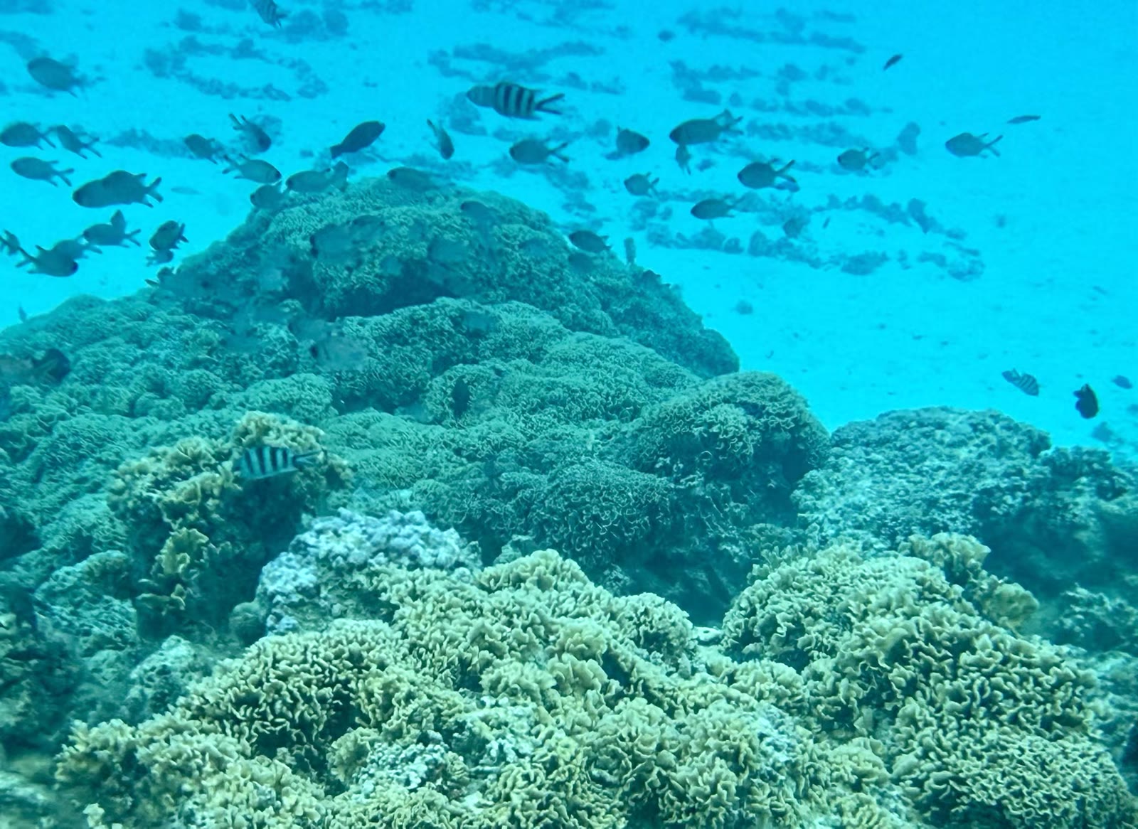 第六天： 波拉波拉岛（Bora Bora）